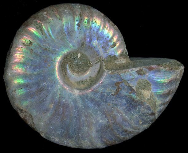 Silver Iridescent Ammonite - Madagascar #6859
